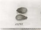 Click for 1 image(s) for this accession. FRUIT